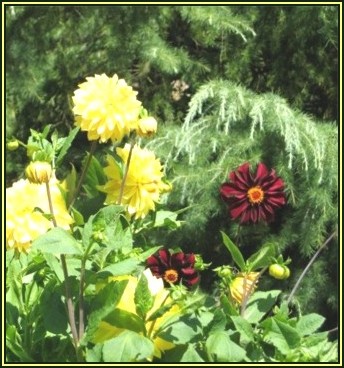 mainau 0906 028.jpg