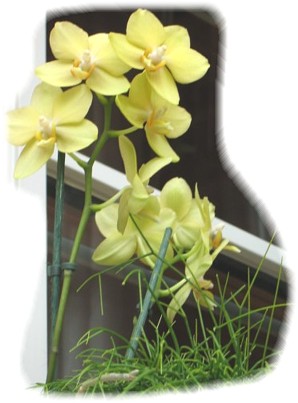 Wi.garten 004.jpg