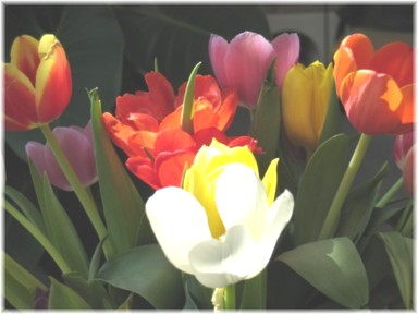tulpen 07 004.jpg