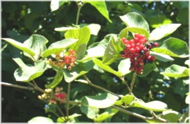 Beeren zwei.jpg