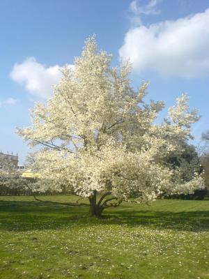 bluehender_baum_ds_04_2006.jpg