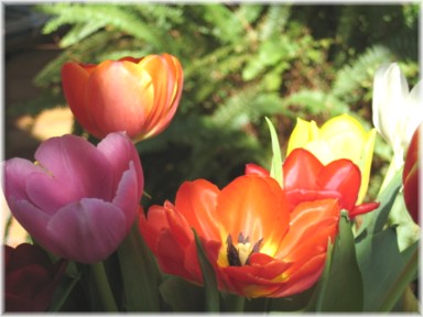 tulpen 07 003.jpg