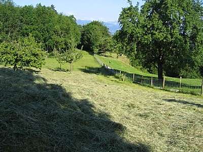 HeundHund 001.jpg